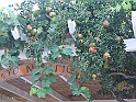 DSCF4887