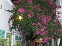 DSCF5081
