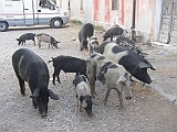 P1010166a