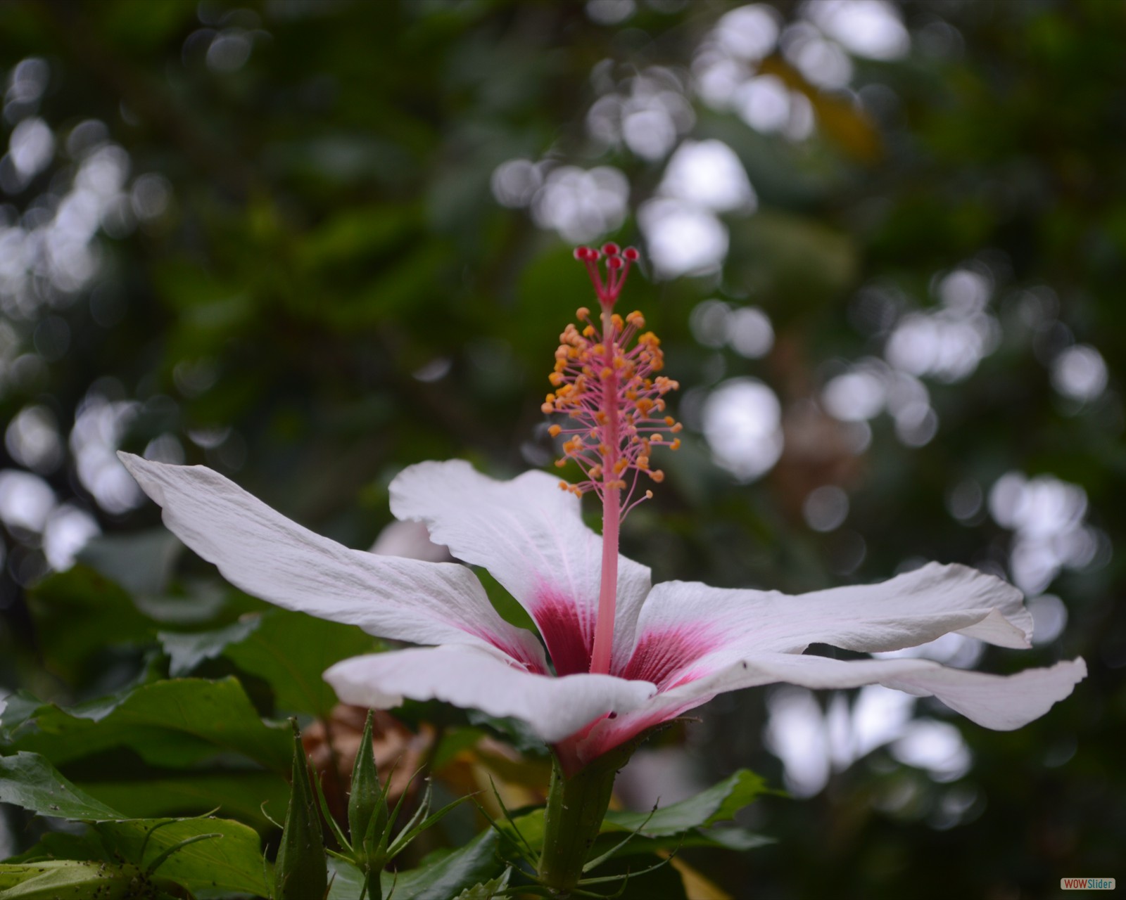 DSC_0586
