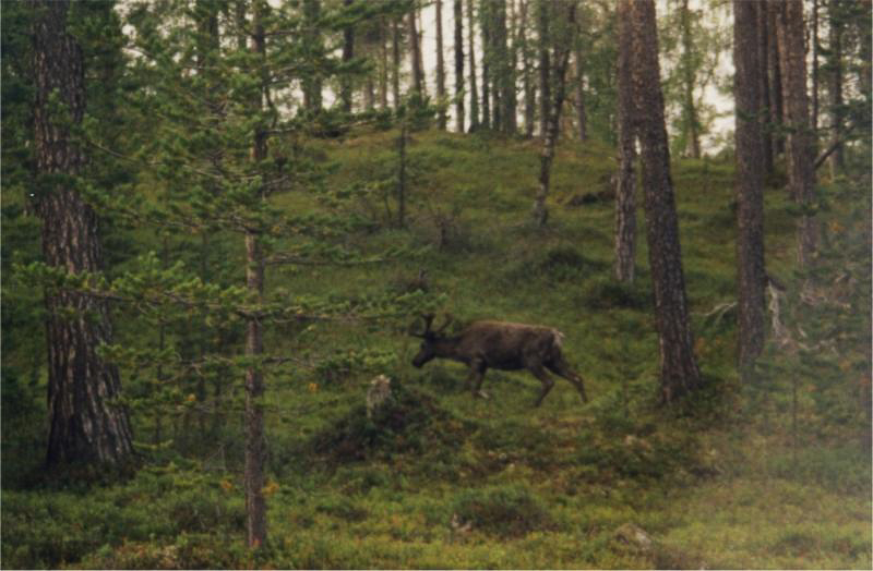 67a
