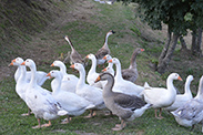 merenda in fattoria